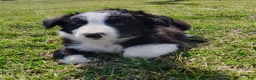 Border Collie dogs for sale: Linus - Ad 16