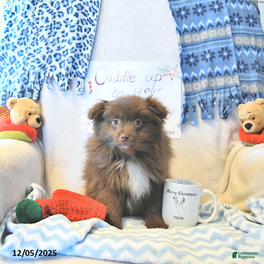 Mixed Breed dogs Darby - Ad 2