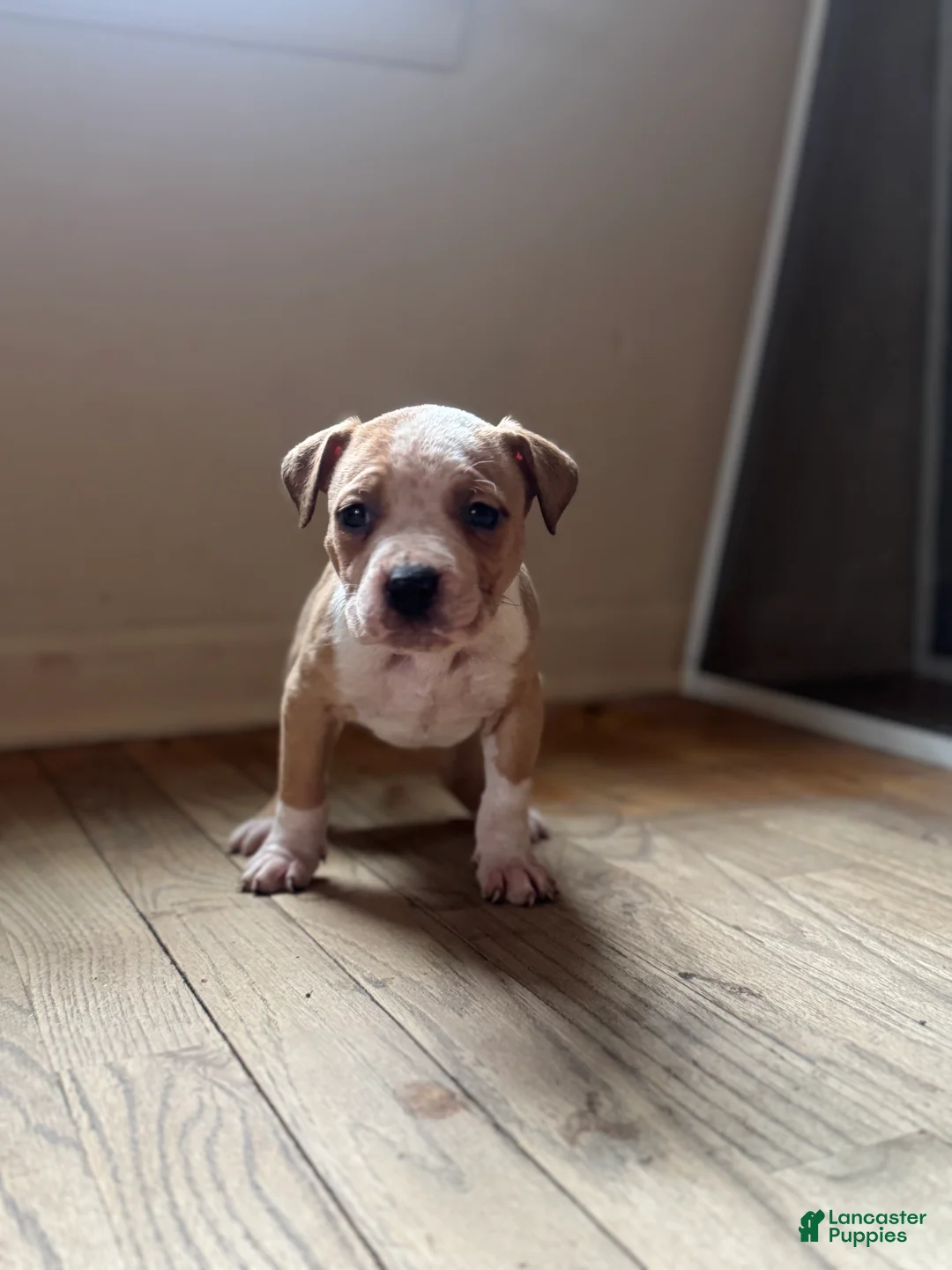 American Bully dogs for sale: American Bully Puppy 1 - Ad 2