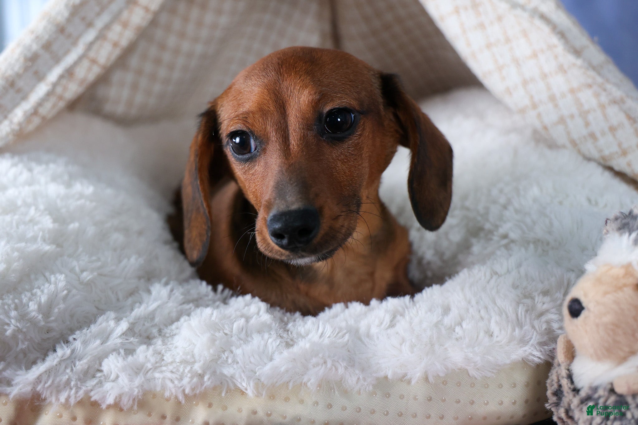 Miniature Dachshund dogs Cody - Ad 36