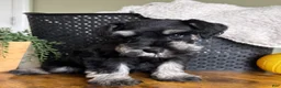 Miniature Schnauzer dogs for sale: Titan - Ad 4