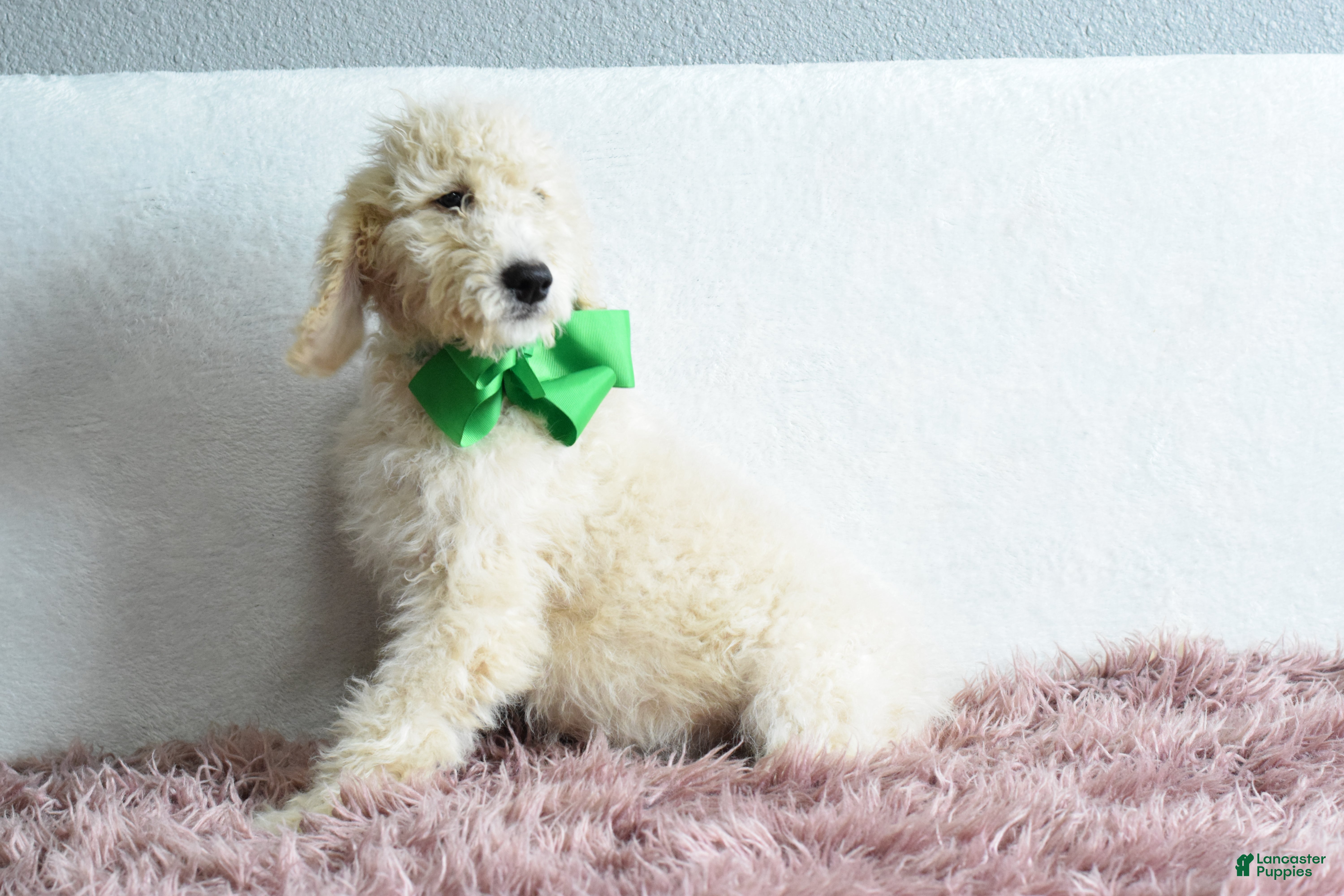 Goldendoodle dogs  Puppy 9-Weekend sale 💚 - Ad 2