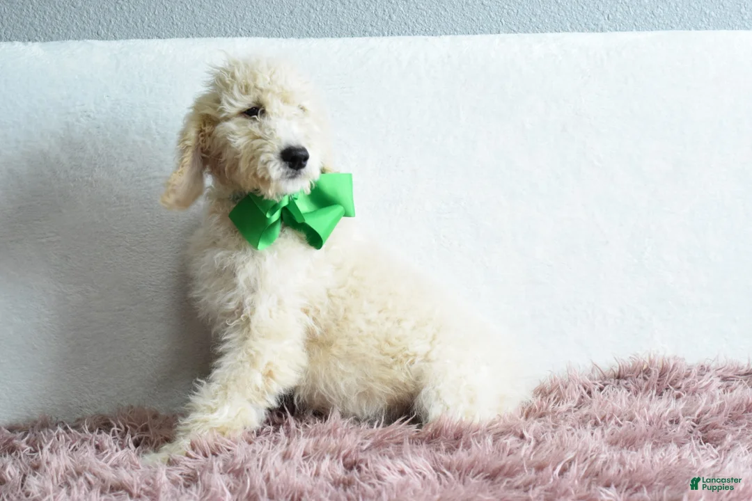 Goldendoodle dogs for sale:  Puppy 9-Weekend sale 💚 - Ad 2