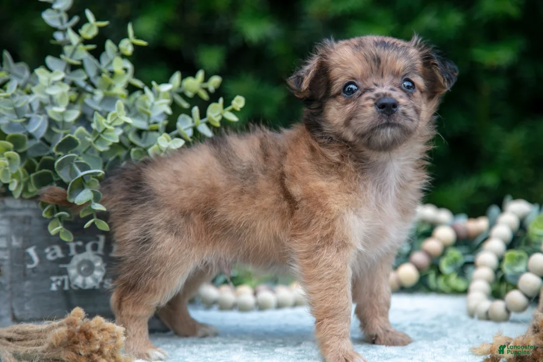 Chihuahua dogs for sale: Pebbles - Ad 2