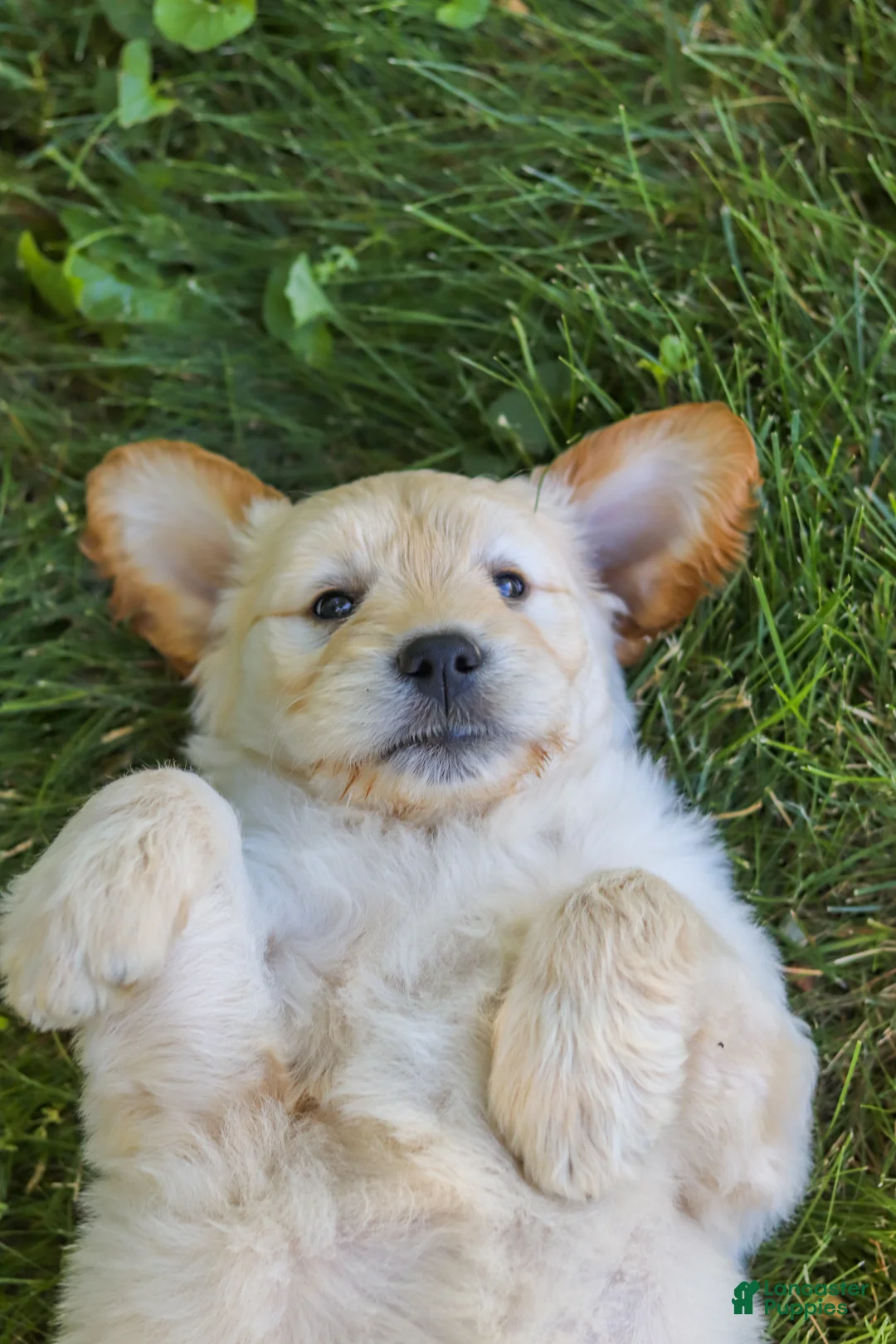 Mixed Breed dogs for sale: Jack - Ad 10