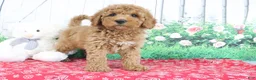 Mini Goldendoodle dogs for sale: Theo - Ad 3