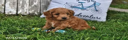Goldendoodle dogs for sale: Willow - Ad 4