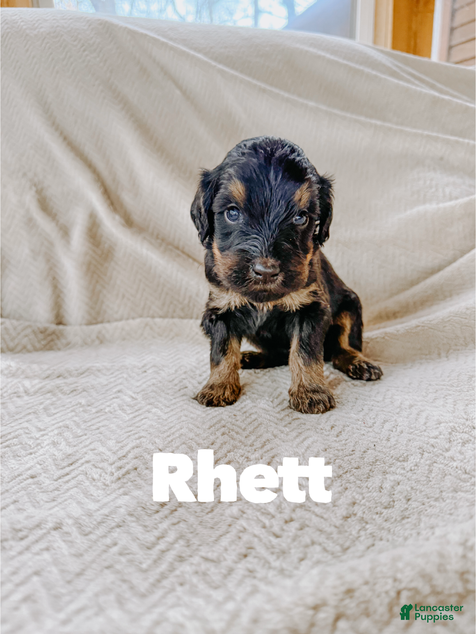 Goldendoodle dogs Rhett - Ad 37