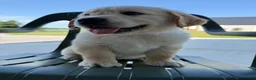 Golden Retriever dogs for sale: Grady - Ad 5