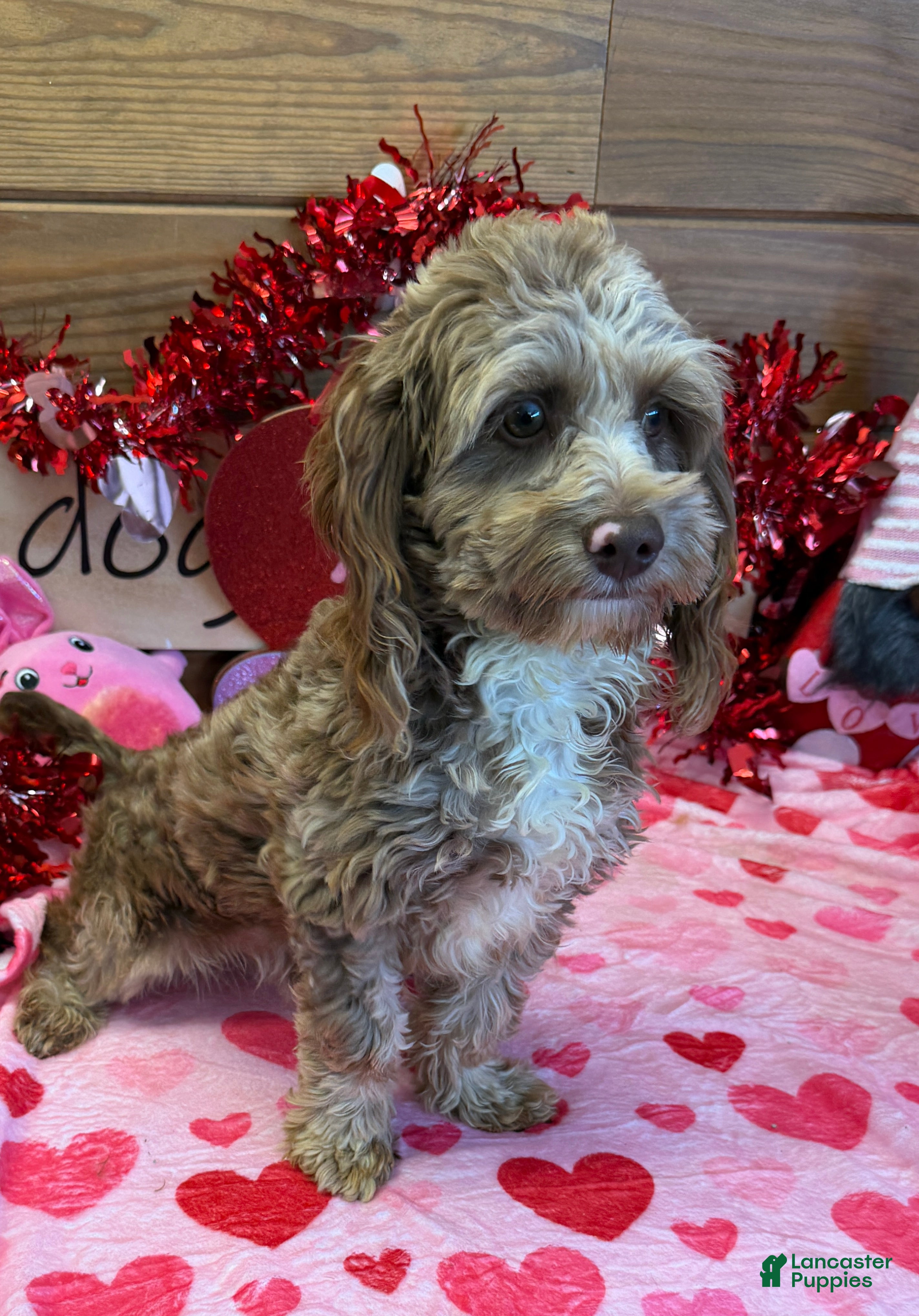 Cockapoo dogs Corky - Ad 22