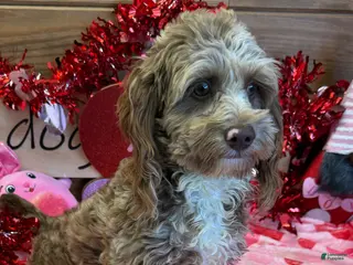 Cockapoo dogs Corky - Ad 22