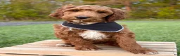Irish Doodle dogs for sale: Cody - Ad 12