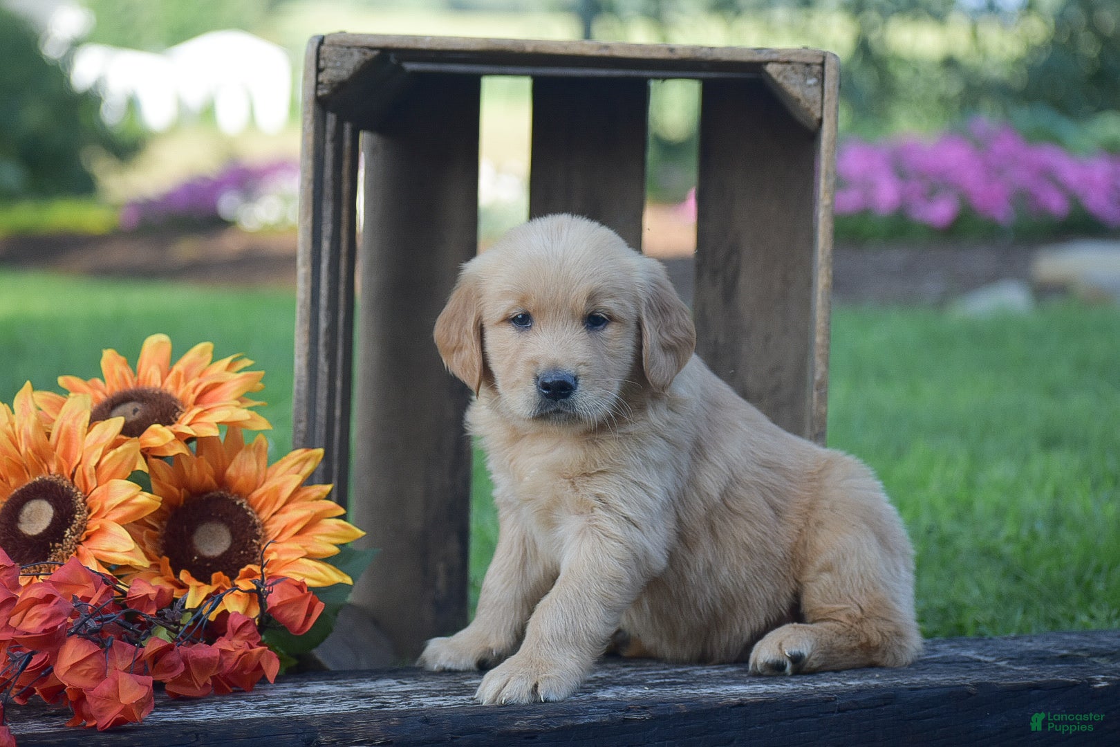 Golden Retriever dogs Paige - Ad 1