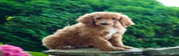 Standard Poodle dogs for sale: Merv - Ad 4
