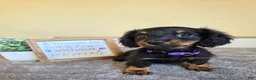 Miniature Dachshund dogs for sale: Clover- AKC - Ad 1