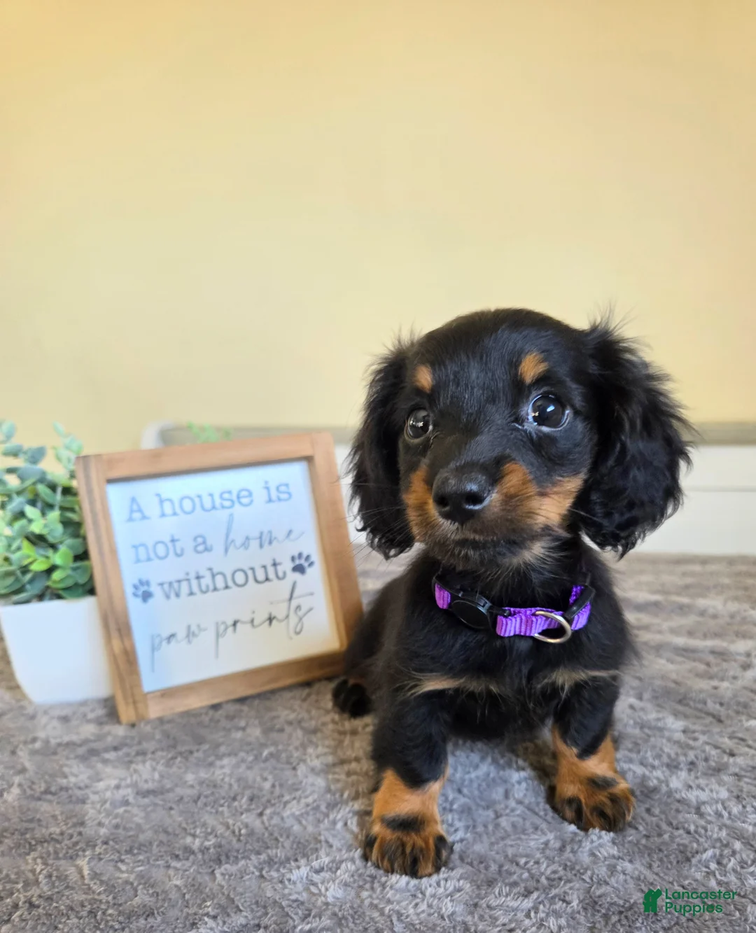 Miniature Dachshund dogs for sale: Clover- AKC - Ad 1