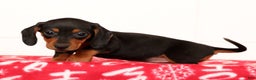 Miniature Dachshund dogs for sale: Gretta - Ad 5