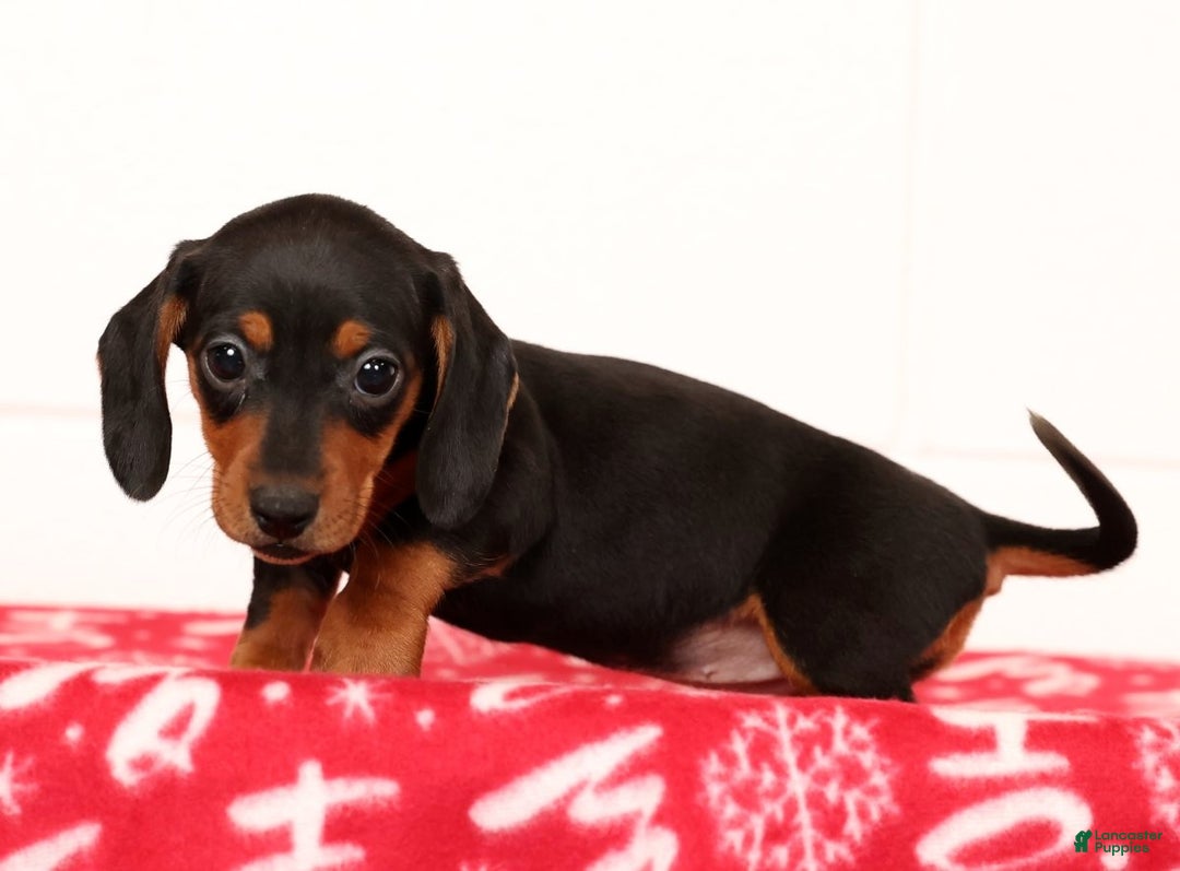 Miniature Dachshund dogs for sale: Gretta - Ad 5