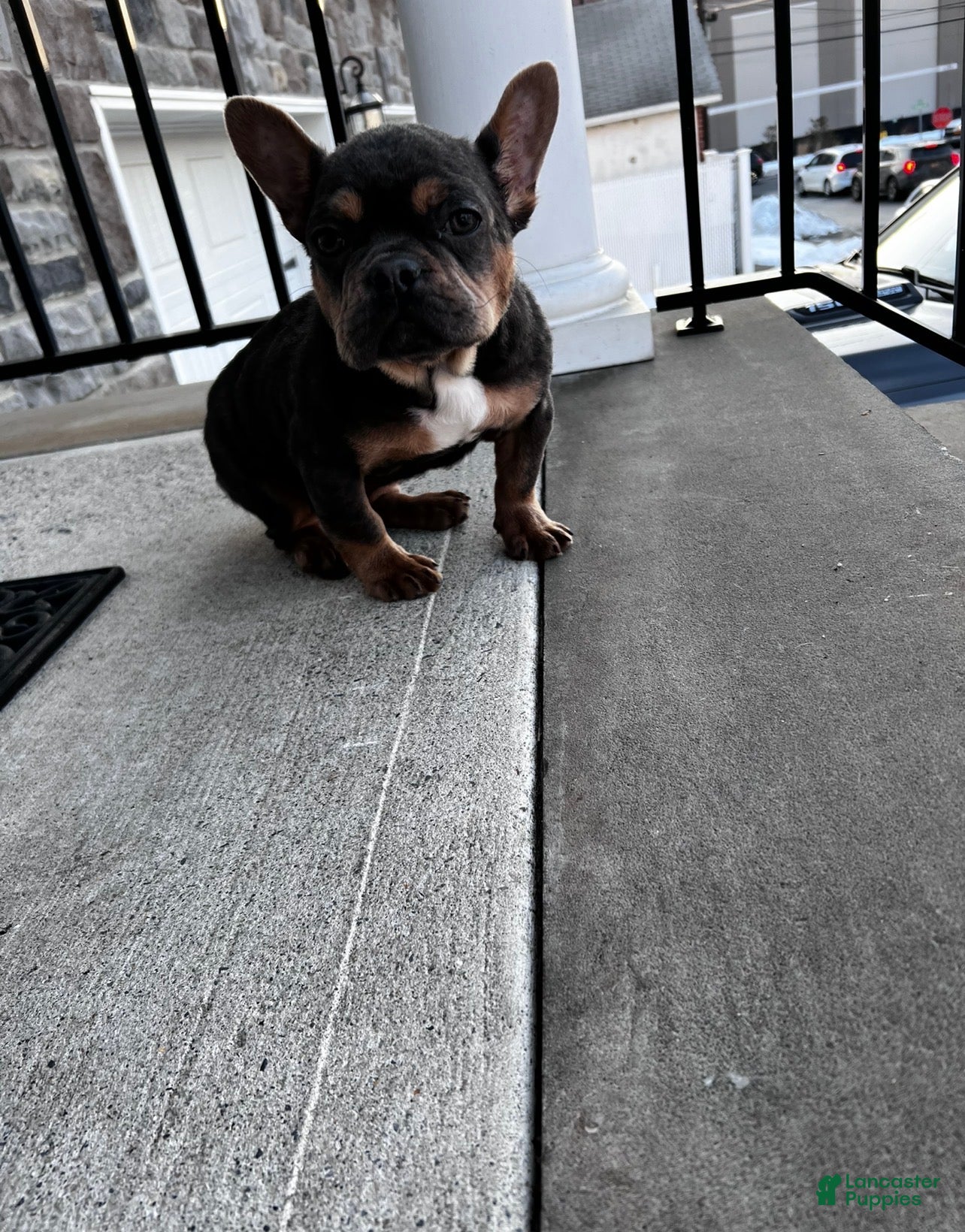 French Bulldog dogs French Bulldog Puppy 2 - Ad 1