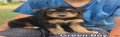 Green Boy