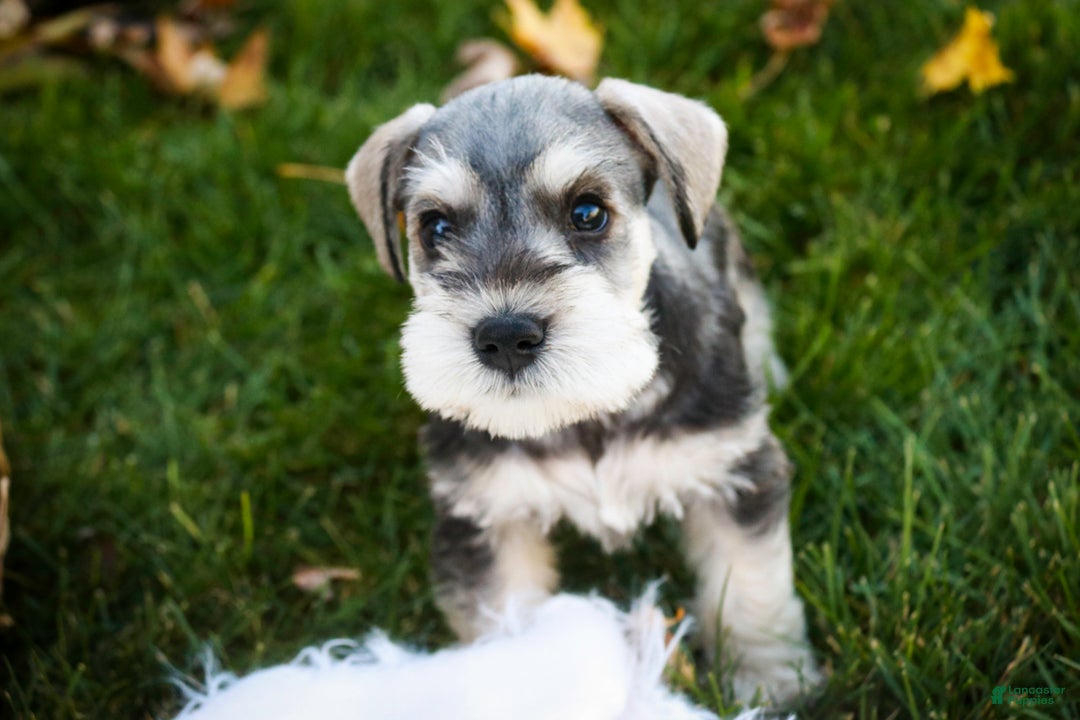 Miniature Schnauzer dogs for sale: Nicholas - Ad 7