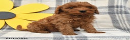 Miniature Poodle dogs for sale: Jasper - Ad 3