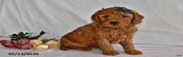 Mini Goldendoodle dogs for sale: Lucky - Ad 4