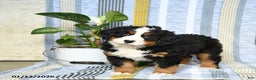 Bernese Mountain Dog dogs for sale: Barkey - Ad 2
