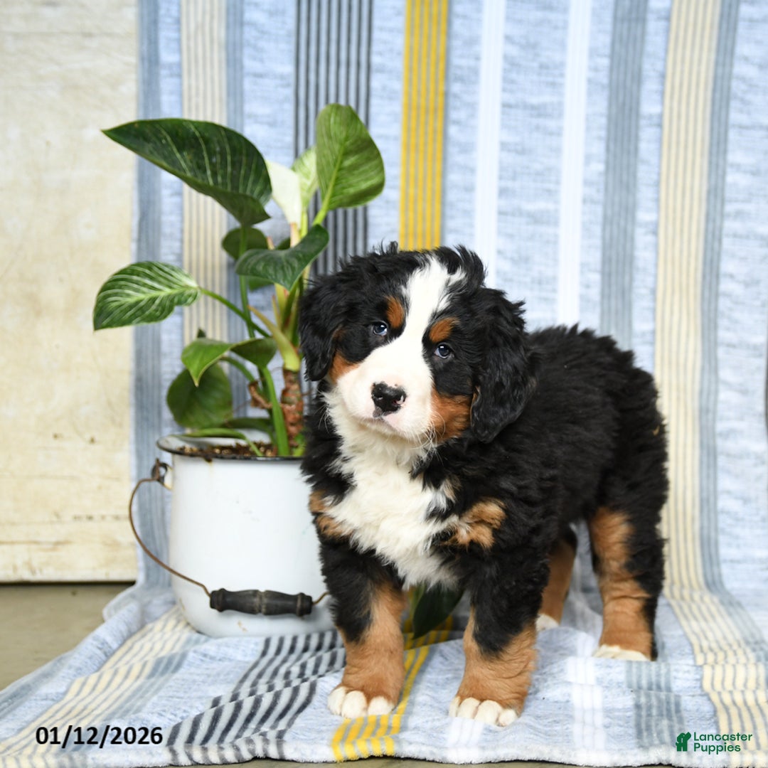 Bernese Mountain Dog dogs for sale: Barkey - Ad 2