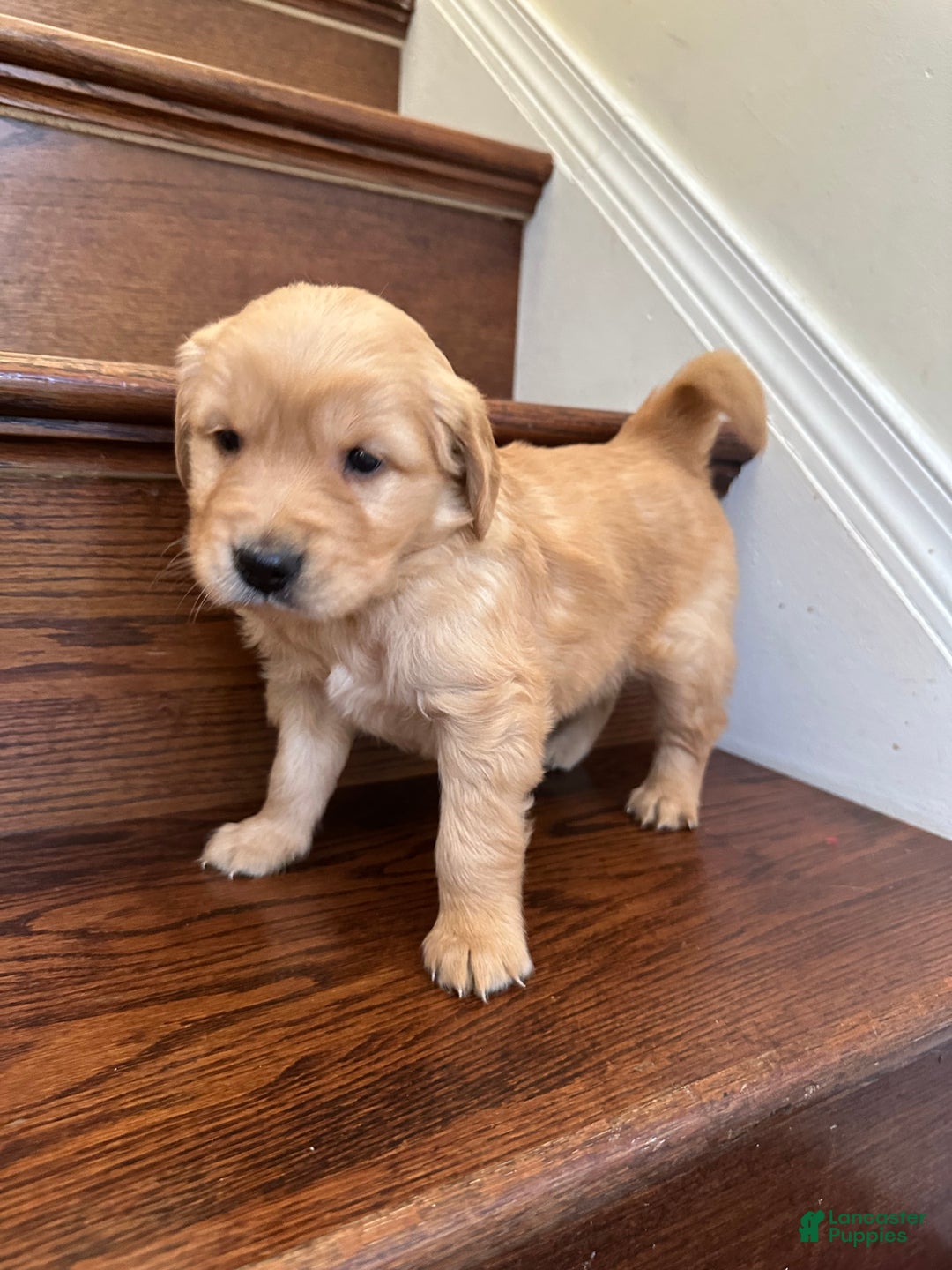 Golden Retriever dogs for sale: Nova - Ad 10
