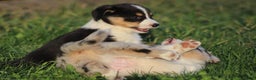 Mixed Breed dogs for sale: Arlo - Ad 7