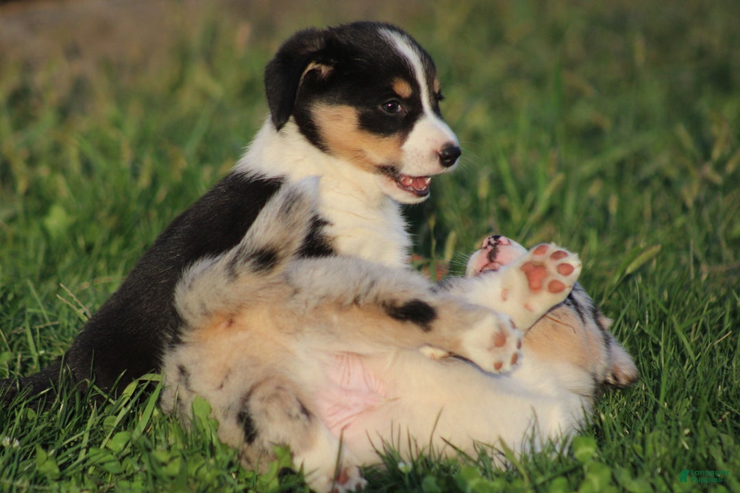 Mixed Breed dogs for sale: Arlo - Ad 7