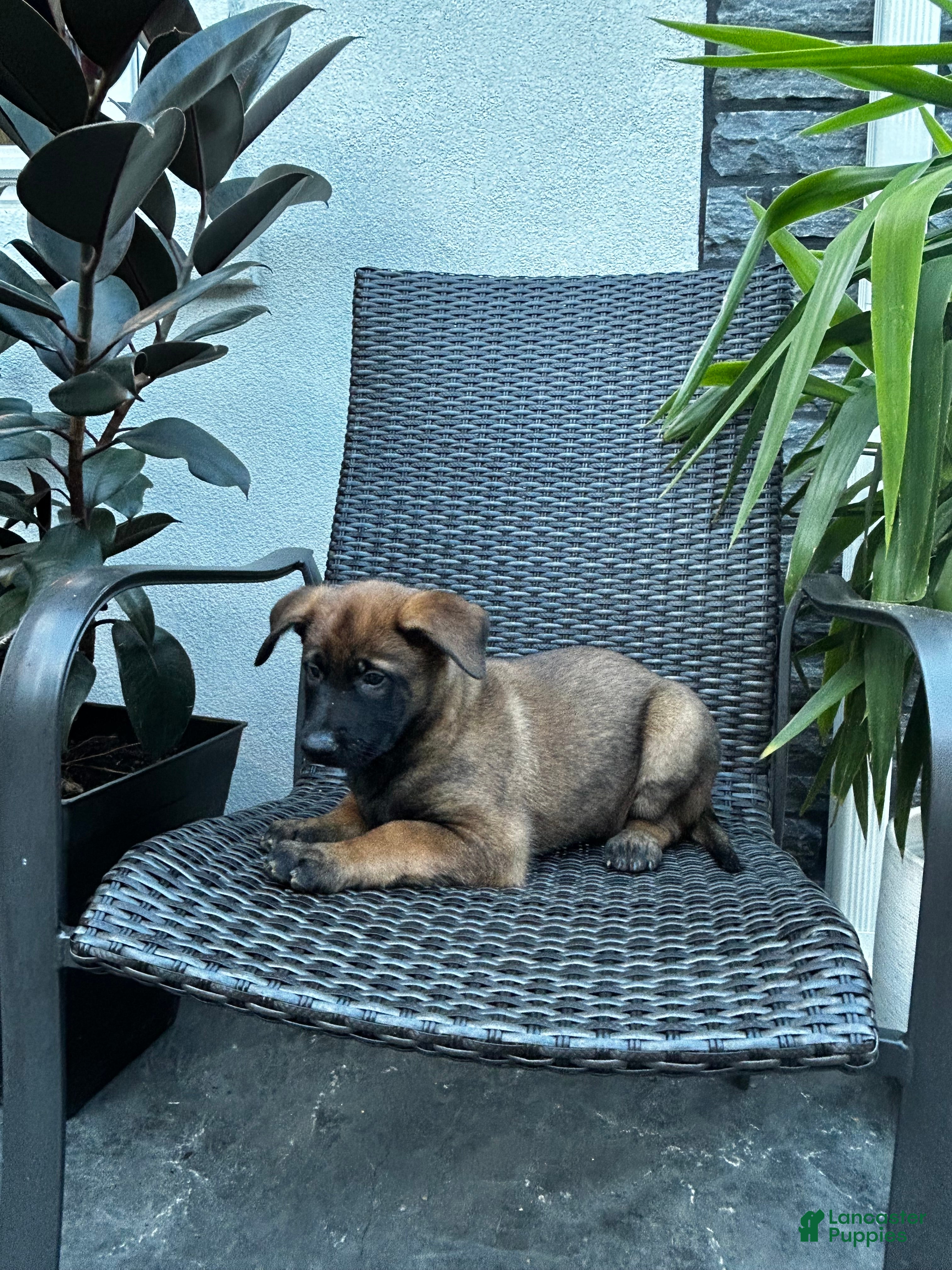 Belgian Malinois dogs Corina - Ad 2