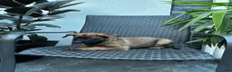 Belgian Malinois dogs for sale: Corina - Ad 2