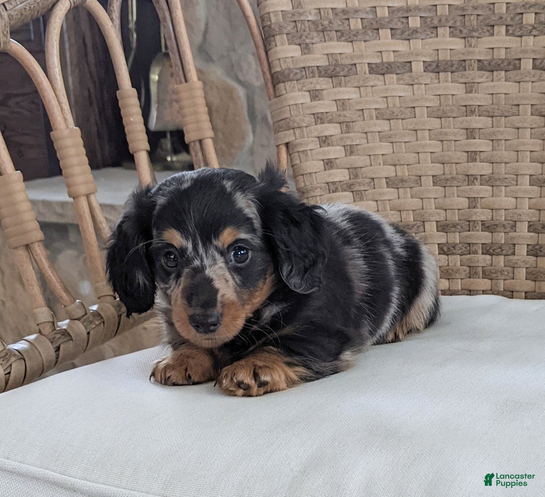 Miniature Dachshund dogs for sale: Freddie  - Ad 7