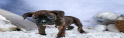 Boxer dogs for sale: Striker - Ad 6