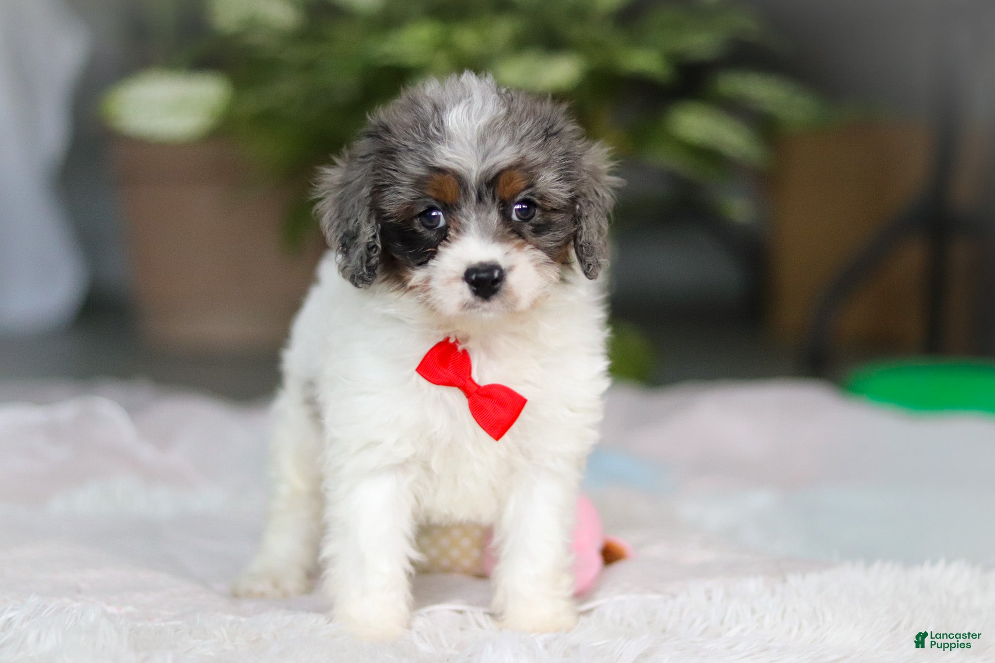 Cavapoo dogs Jordan - Ad 1