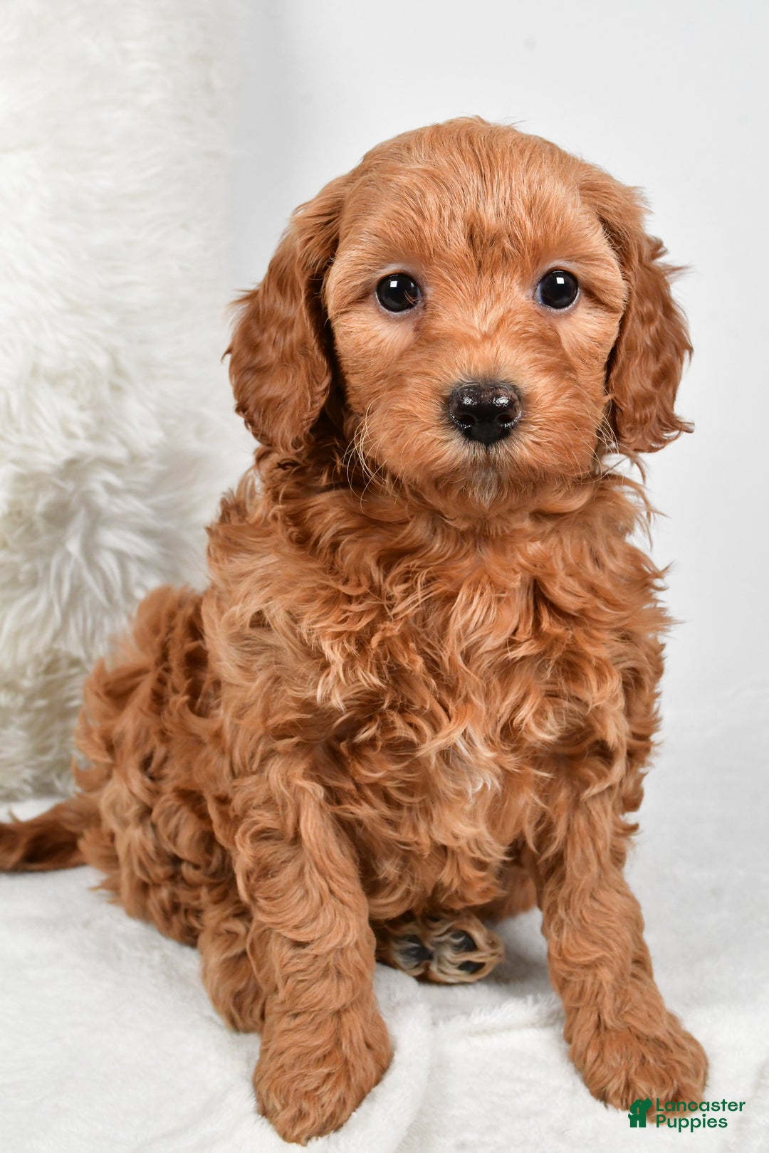 Mini Goldendoodle dogs for sale: Molly - Ad 1