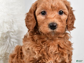 Mini Goldendoodle dogs Molly - Ad 25