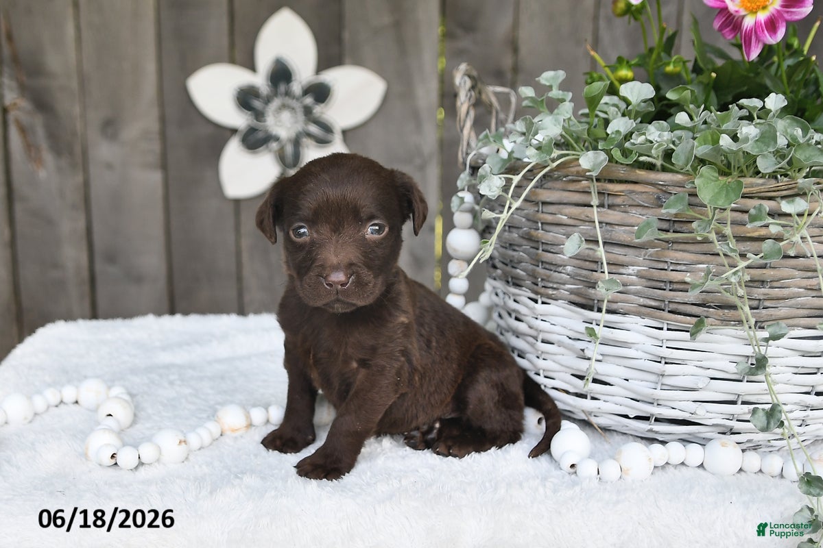 Labrador Retriever dogs Ronny - Ad 1