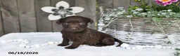 Labrador Retriever dogs for sale: Ronny - Ad 1