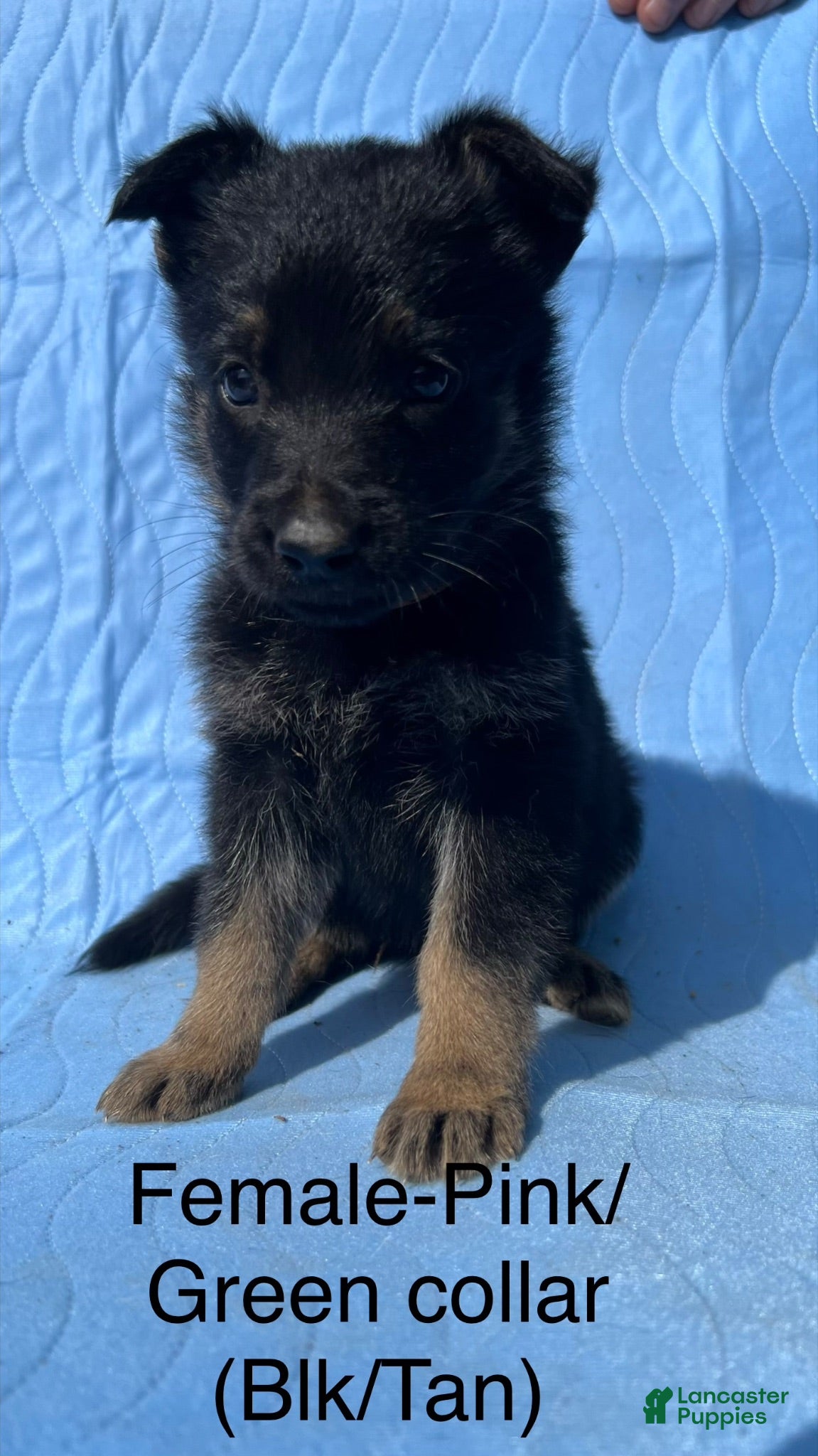 German Shepherd dogs German Shepherd Puppy 11 - Ad 42