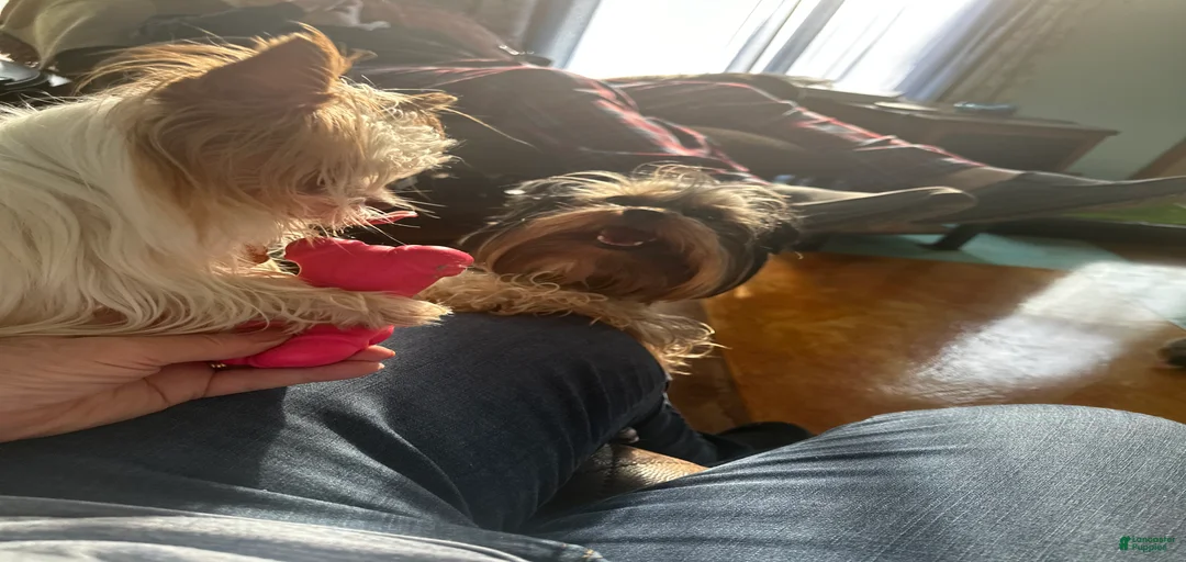 Gallery Image {{count}}