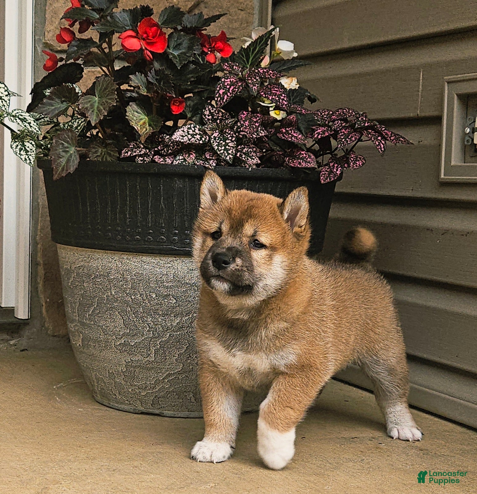 Shiba Inu dogs Grover - Ad 1