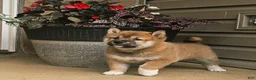 Shiba Inu dogs for sale: Grover - Ad 1