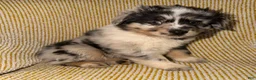 Miniature Australian Shepherd dogs for sale: Miniature Australian Shepherd Puppy 2 - Ad 2