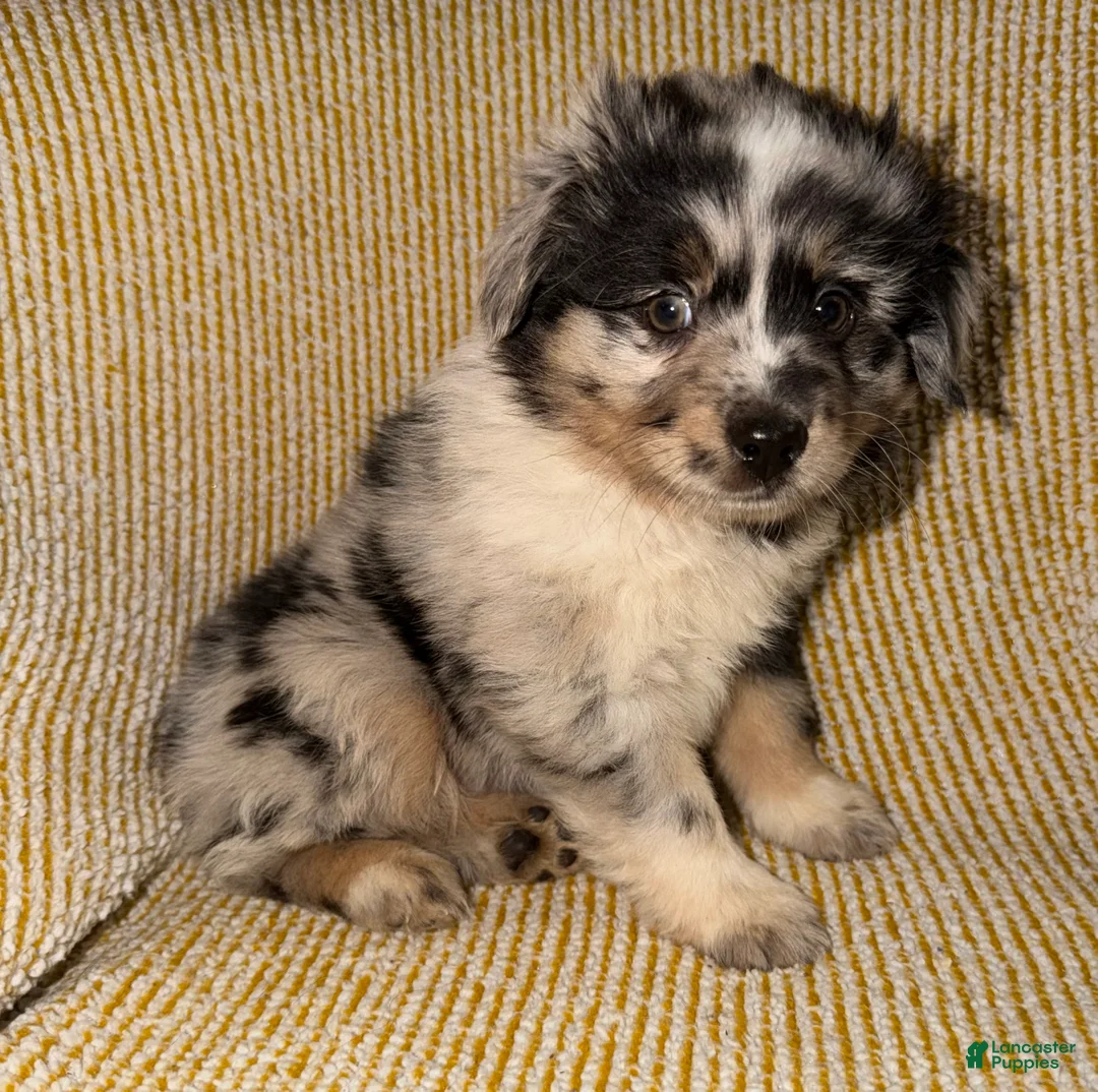Miniature Australian Shepherd dogs for sale: Miniature Australian Shepherd Puppy 2 - Ad 2