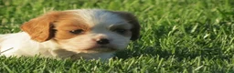 Cavalier King Charles Spaniel dogs for sale: Latte - Ad 6