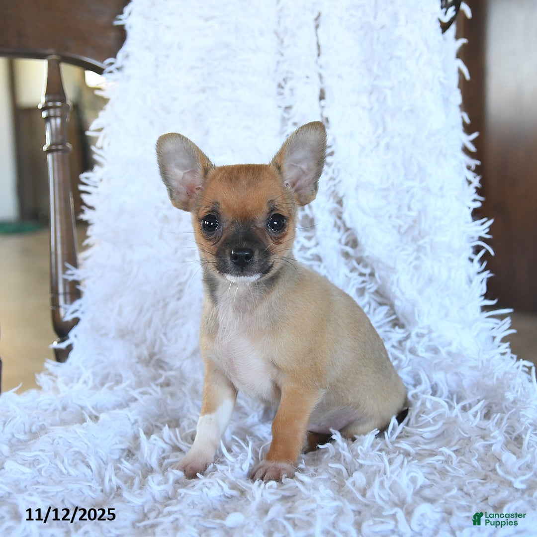 Chihuahua dogs for sale: Lucky - Ad 1