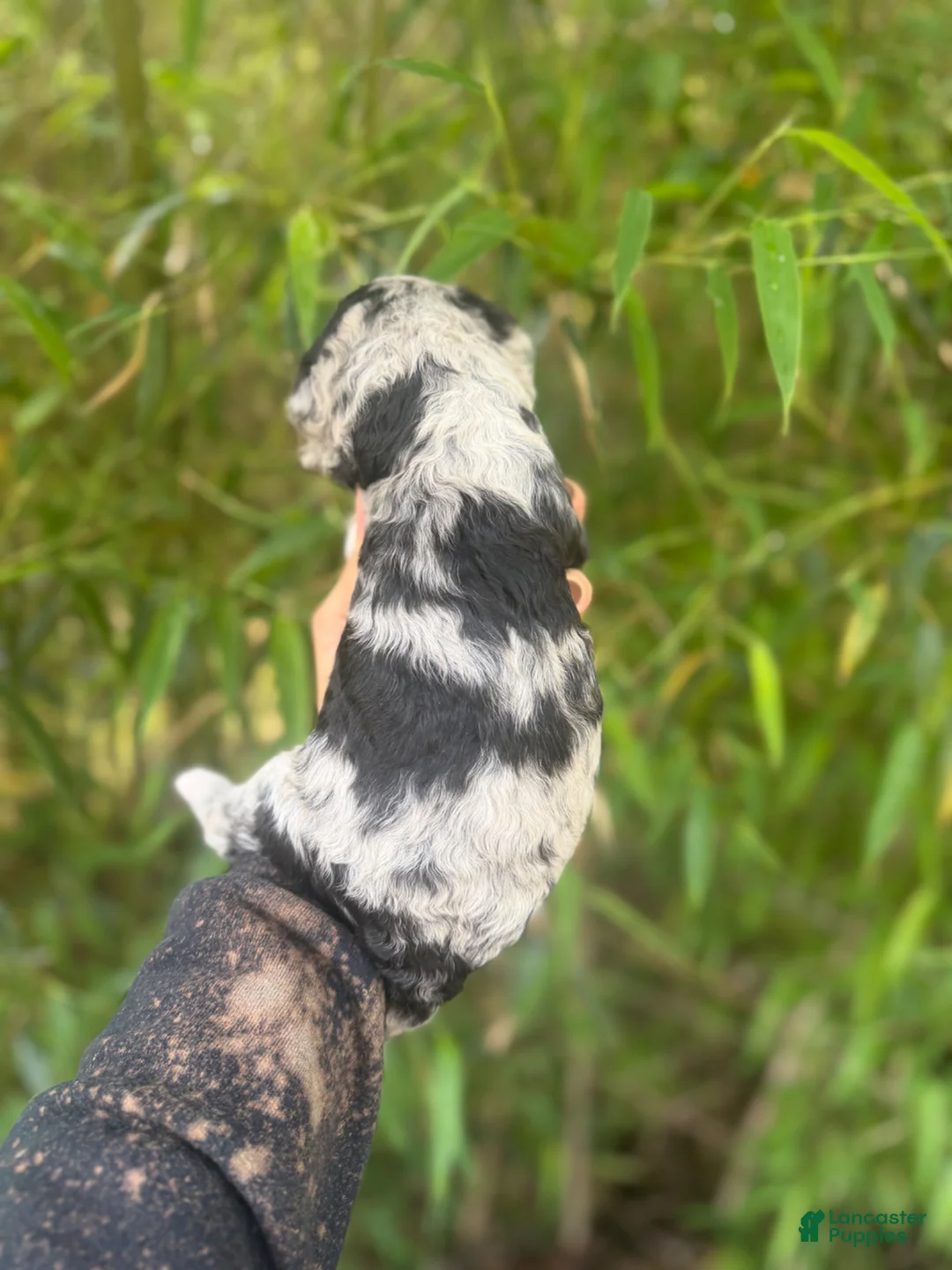 Aussiedoodle dogs for sale: Aussiedoodle Puppy 1 - Ad 2